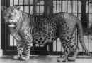 Leopon - hibrid ragadozó szövet család